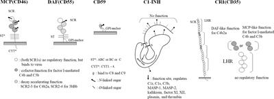 Aspects of the Complement System in New Era of Xenotransplantation